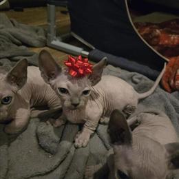 Sphynx Bambino Kittens Ready for Christmas in Fairfield, oh