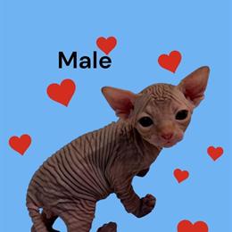 Purebred Sphynx Kittens Available for Adoption in Chicago, il