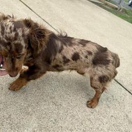 Male ACA CKC Registered Dog Available for Stud Service in Mount Orab, oh