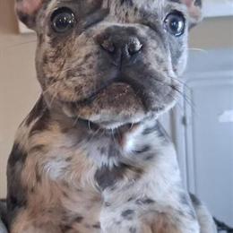 French Bulldog Puppies for Adoption in Levittown, pa