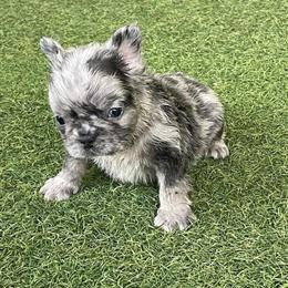French Bulldog - Male Blue Merle Puppy in Orlando, fl