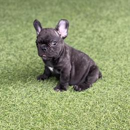 French Bulldog Puppies Available in Orlando, fl