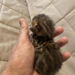 Bengal Kittens with Tica Pedigree Looking for Loving Homes in Columbia, sc