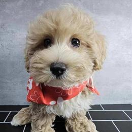 Poodle Puppy Available for Rehoming in Brooklyn, ny