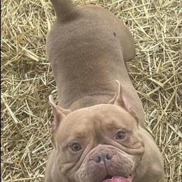 Adult Female American Bullies for Adoption in Pleasantville, nj