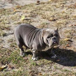 Adult female dog available for adoption in Pleasantville, nj