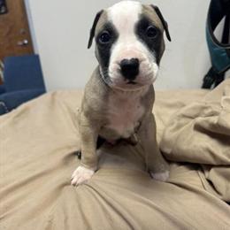 Active American Bully Puppies for Sale - ADBA Registered in Brooklyn, ny