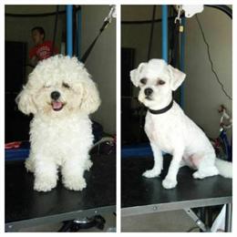 Certified Dog Grooming Services in Long Island City, NY in Long Island City, NY