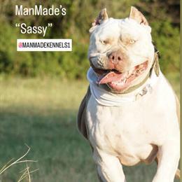 XXL Blue Nose Pitbull Puppies for Sale in Houston, tx