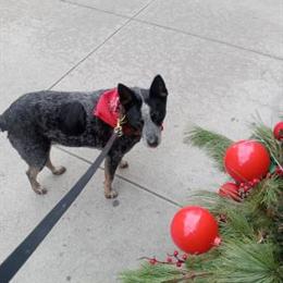 Dog and Cat Boarding and Dog Walking Services Available in New York, NY