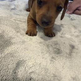 CKC Mini Dachshund Ready for Forever Home in April in Charleston, wv