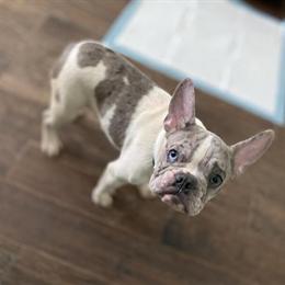 Male French Bulldog for Adoption in Houston, tx