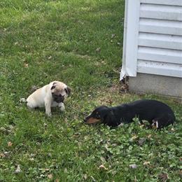 Female 15-Week-Old Pug Ready for a Forever Home in Ashland, ky