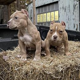 Female American Bully Puppies for Rehoming in Fayetteville, nc