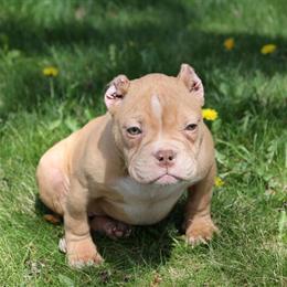 Female Micro Bully Pup Available for 2k in Warren, mi