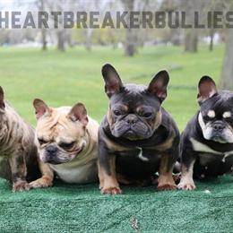 Blue and Tan French Bulldog Stud Available in Warren, mi