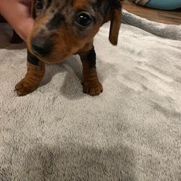 Miniature Dachshund - Black & Tan Dapple in Charleston, wv