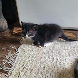 Adorable Kittens Ready for New Homes in Goshen, in