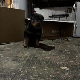 Rottweiler Puppies Available in Detroit, mi