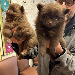 Pomeranian Puppies Available in Philadelphia, pa