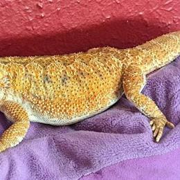 Bearded Dragons with Complete Setups for Rehoming in Dayton, oh