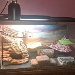 Male bearded dragon with complete setup for rehoming in Dayton, oh