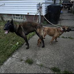 Belgian Malinois Stud: Pure Breed Import, AKC Registered, Proven Producer in Taylor, mi