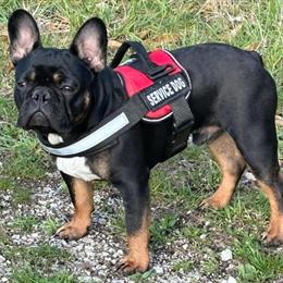 French Bulldog Stud Service Available in Sullivan, il