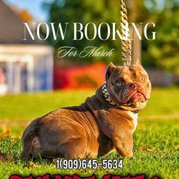 American Bully Stud Available in Colton, ca