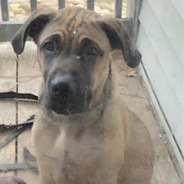 Cane Corso mix puppy available for rehoming in Augusta, ga
