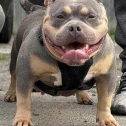 Female American Bully Pup Available in Binghamton, ny