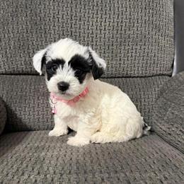 Yorkie-poo Puppies Available in Jeffersonville, in