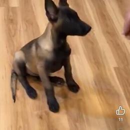 Belgian Malinois Puppies Available in Indianapolis, in
