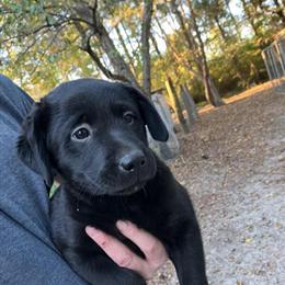 Labrador Retriever and Blue Heeler Mixed Puppies Available in Timmonsville, sc