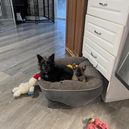 Pomchi Ready for Adoption in Fennville, mi