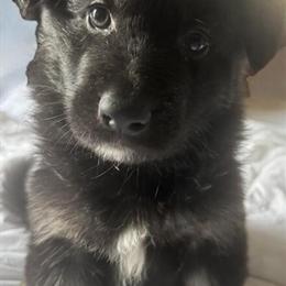 German Shepherd Puppies Available in Ontario, ca