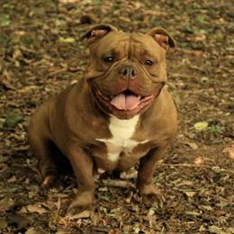 American Bully Puppies Available in Charlotte, nc