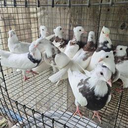 Iranian Toghi High Flyers for Sale in Lincoln, ne