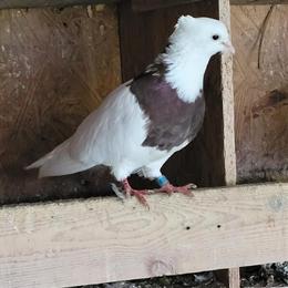 Toghi Pigeons Available - Iranian High Flyers in Lincoln, ne