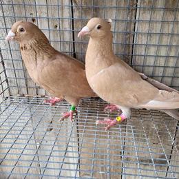 Homer Pigeons - Recessive Yellow Breeding Pairs Available in Lincoln, ne