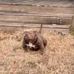 Micro Lilac Male Puppy with Impressive Pedigree for Sale in Griffin, ga