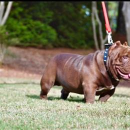 Micro bully for sale in Griffin, ga