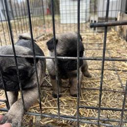 Purebred Pug Males for Sale in Detroit, mi