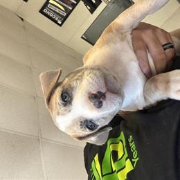 American Bully Female Merle Available in Haines City, fl
