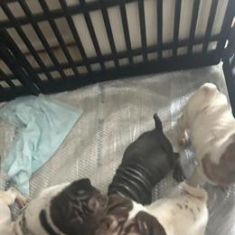 Shar Pei Puppies Ready for New Homes in Canton, oh