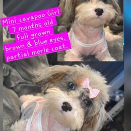 Cavapoo Girl Available in Groton, ct