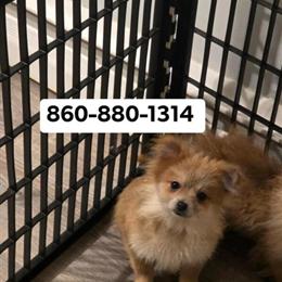 Pomeranian Boy for Adoption in Groton, ct