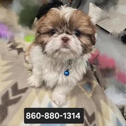 Shih Tzu Boy Available in Groton, ct