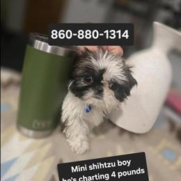 Mini Shih Tzu in Groton, ct