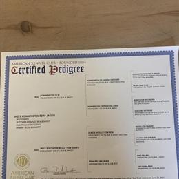 Rottweiler puppies ready for new homes in Columbia, ky